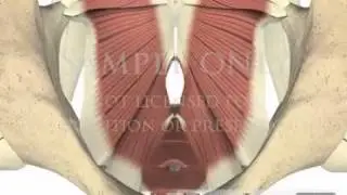 Lumbar Spine Pelvis Muscles Pelvic Floor physical therapy 3D animations