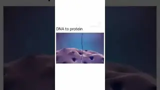 DNA to protein, translation and transcription process animation #biology #biologynotes