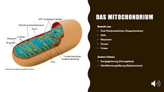 Das Mitochondrium
