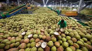COCONUT Harvesting & Processing Into Coconut Milk, Coconut Water, Coconut Oil, Coconut Coir