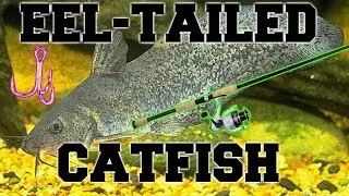 Luke's Fishing Special #5 (EEL-TAILED CATFISH!!!)