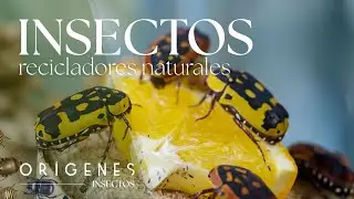 Documental: Insectos que reciclan la vida | Peque&ntilde;os Gigantes &ndash; Ep. 5 | OR&Iacute;GENES