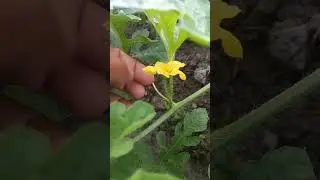 cara budidaya semangka part 2