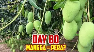 80 Days Mango Fruit Comparison: Seedling vs Grafted (Actual Size & Yield)