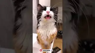 When you help a cat in an effective stretching #cat #cats #catvideos #catlife #catmemes #catshorts