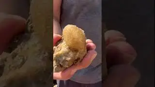 First Whelk & an Amazing Discovery! #rockhounding #onthesearch #ots #crystals #treasurehunting