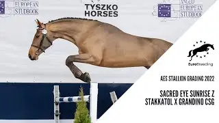 AES Stallion Grading 2022: Sacred Eye Sunrise Z (Stakkatol x Grandino CSG) - Czempion trzylatk&oacute;w