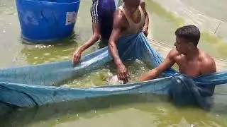 Awesome Traditional Hand Fishing Video | Best Hand Fishing From Mud Water - 2022