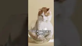 5 Amazing Cat Facts You Didn't Know! #cats  #amazingfacts  #funfactsaboutcats