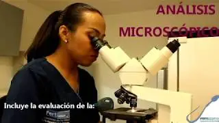 Espermatobioscopía / Seminograma