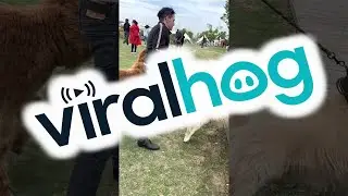 Alpaca Is Obsessed With Malish The Golden Retriever || ViralHog