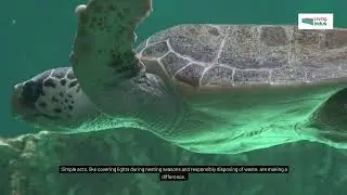 Sea Turtles of Karachi, Pakistan #LivingIndus, #Karachi, #savetheturtles