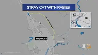 Rabies Alert in Kent County, Delaware After Stray Cat Tests Positive
