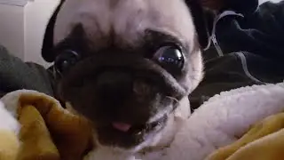 Beatrice the very angry pug furious about dinner.