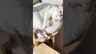 Why do cats sleep so much?