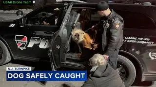 Drone locates escaped dog that ran 26 miles along New Jersey Turnpike