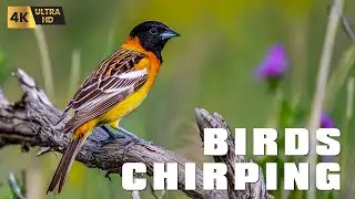 Birds Singing - Bird Sounds Relaxation, Soothing Nature Sounds for Soul - Birds Chirping