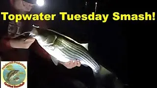 Striper Chaos: Nighttime Topwater Frenzy!