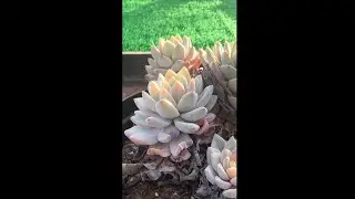 Complete Succulent Care Guide for Faster & Healthier Growth