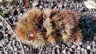 Крепость Альт Эберштайн