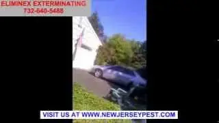 Termite Bed Bug Bee and Mice Control Mountainside & New Providence NJ 732-640-5488