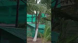 Alibag Thal Coconut Beach Resort 9004254302 #beachresort 🏖️