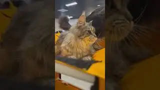 Девочка! Черный тигр на серебре!!! Ищет дом!!! #cat #cutecat #animal #kitten #catlover