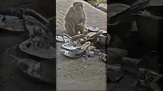 Monkey eating food /🐒🥘/ #monkey / #eating / #food / #animals / #trending / #youtube / #shorts