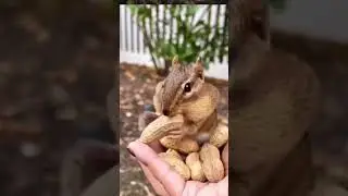 favourite food eating squirrel 🐿️#trending #shortvideo