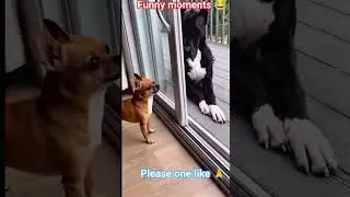 little and big dog funny moment 🤣 🤗 #shorts #dog #funny #dogbreed #dogfans #dogsworld #cutest
