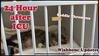 24 hours after ICU | Saddle Thrombus Recovery