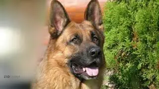 Cane che abbaia