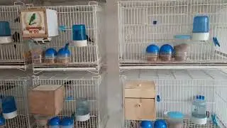 Tirando dúvidas sobre as gaiolas de criação diamantes de gould !!!