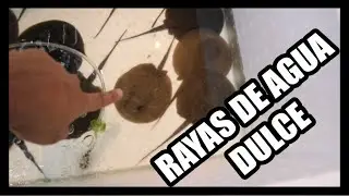 Estos peces buscan la auto suisaid!! Importación Tailandia