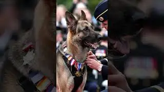 A decorated war dog receives a medal from an officer