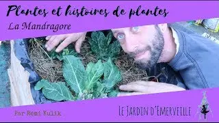 La Mandragore