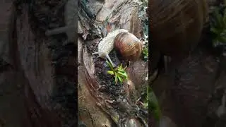 Snail on the tree snails wild life part 2 #snails #ślimaki #slimaki