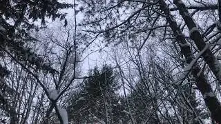 Beethoven Variations on a duet by Paisiello WoO 70 | Classical Music and Forest Bath Background