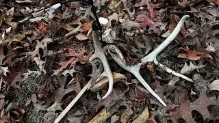 20 Feet Up in the Tree Climber: Rattling for Mature Bucks &ndash; Rope Fail! (Southern MD Bowhunt)