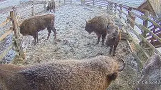 Zubria zvernica (cam212) 19.01.2026 o 08:54