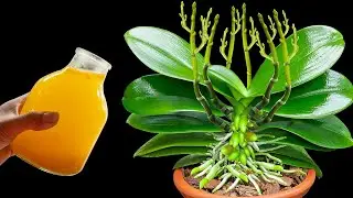 Just one bottle! Immediately the orchid roots became plump and 100 flower branches bloomed
