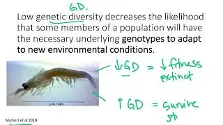 BIO178 Week 9 Conservation Genetics: Genetic Diversity
