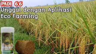 Ke unggulan Menggunakan Aplikasi Eco Farming Pada padi  66