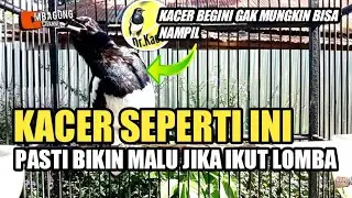 PASTI BIKIN MALU!! KACER BEGINI DI BAWA LOMBA | CIRI KACER OVER BIRAHI DAN PENANGANANNYA | DR KACER