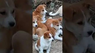 cute bhu bhu dog 🐶🐕🐶🐕 puppy dog #shorts #youtubeshorts #trending #shortvideo #youtubealternative #12