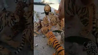 The tigers join the pride (The Escape)
