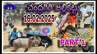 చంద్రగిరి జల్లికట్టు 🔥 (16.02.2025) PART - 1 😎💥|Chandragiri jallikattu | Mass Entry Bulls 🐂🐂|