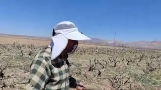 Cleaning Up the Vineyard: From Pruning to Gathering Branches