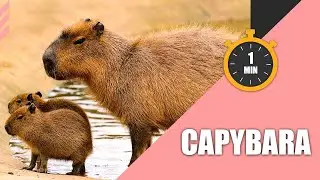 Capybara in 1 Minute | 1 Minute Pet Talk⏰