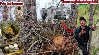 Terharu sekali !! Ternyata sudah sebesar ini || ada juga poin poin baru